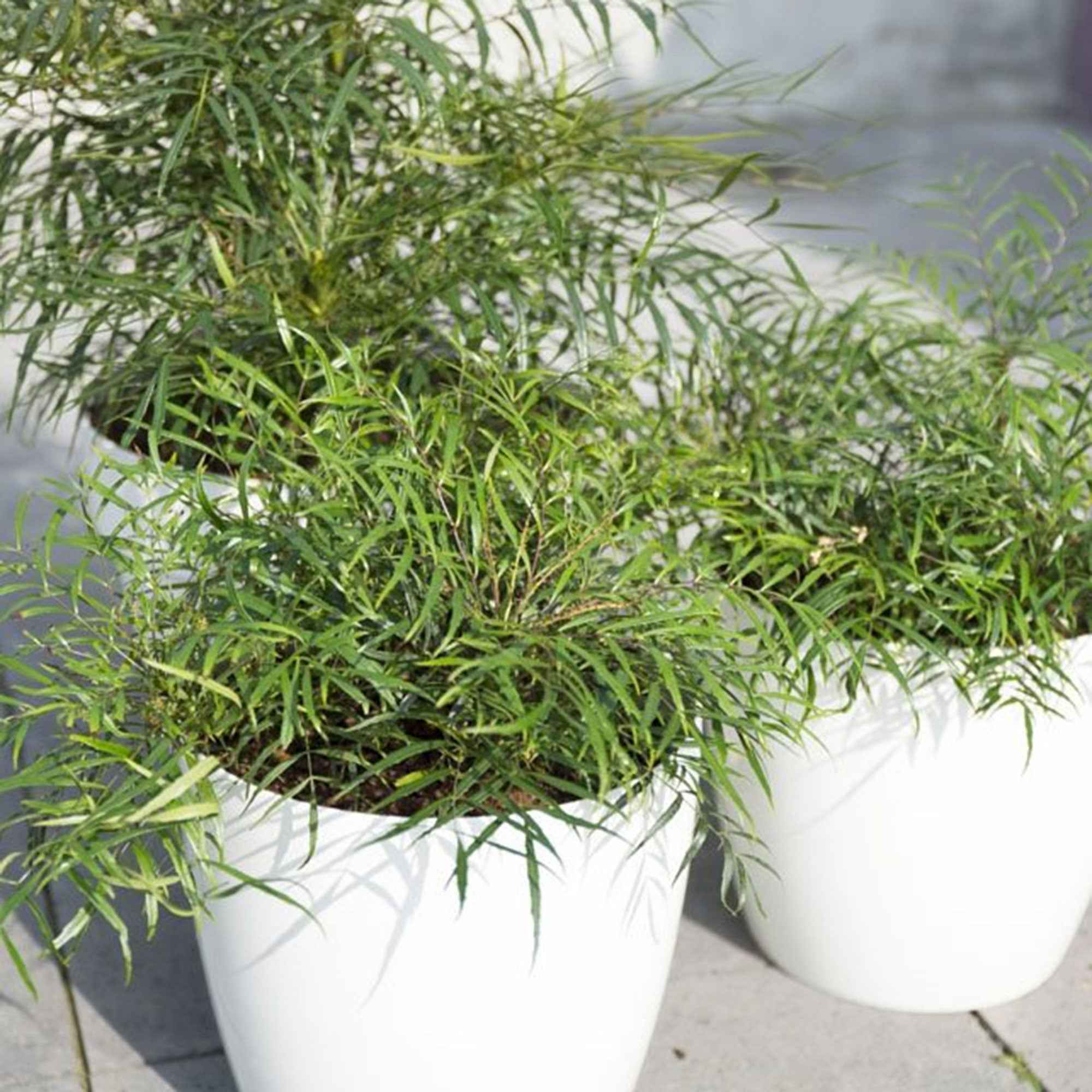 Bakker Mahonia Soft Caress arbuste pot 9cm 15-20cm sans épines