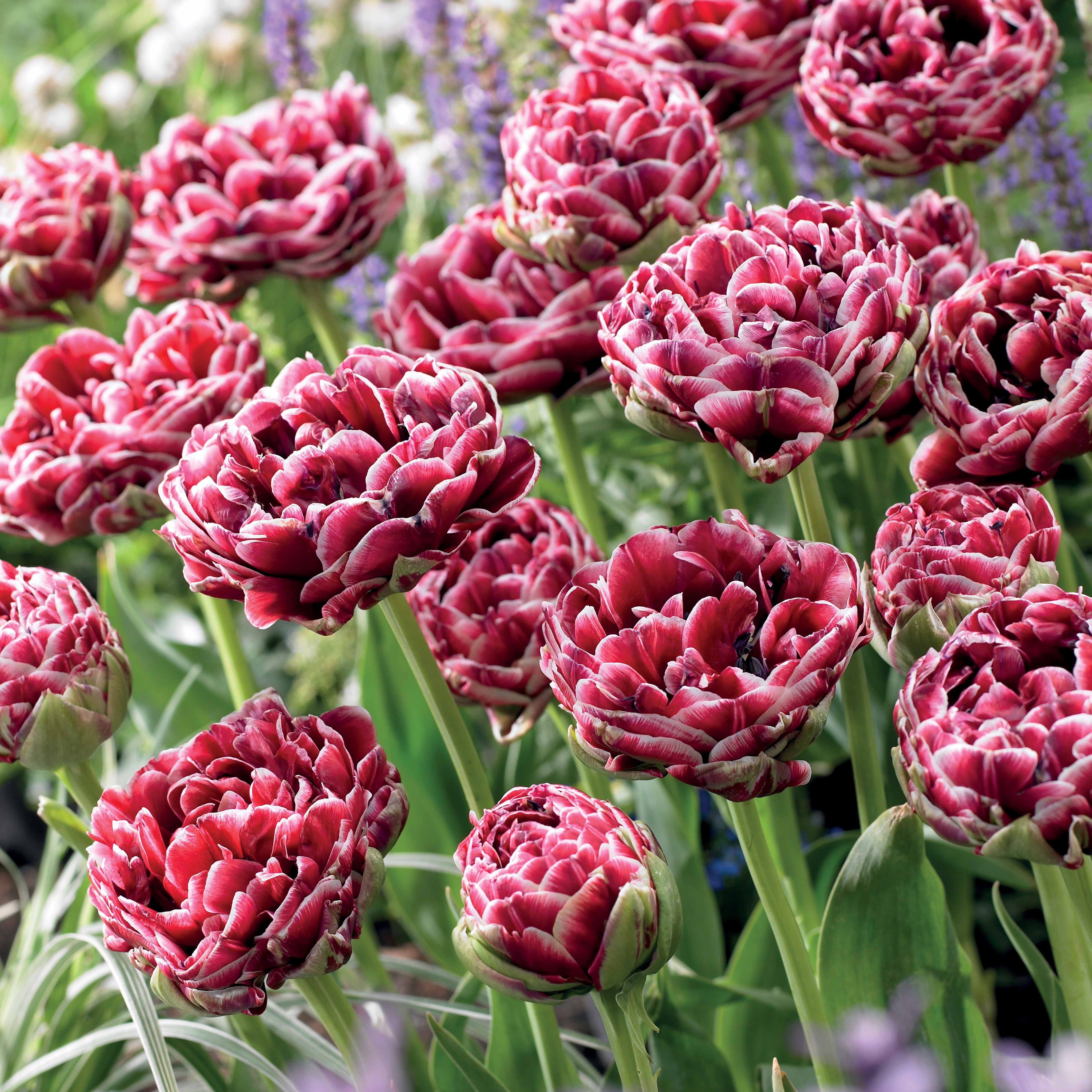 Bakker Tulipe Dream Touch bulbes sachet 7 roses pivoine