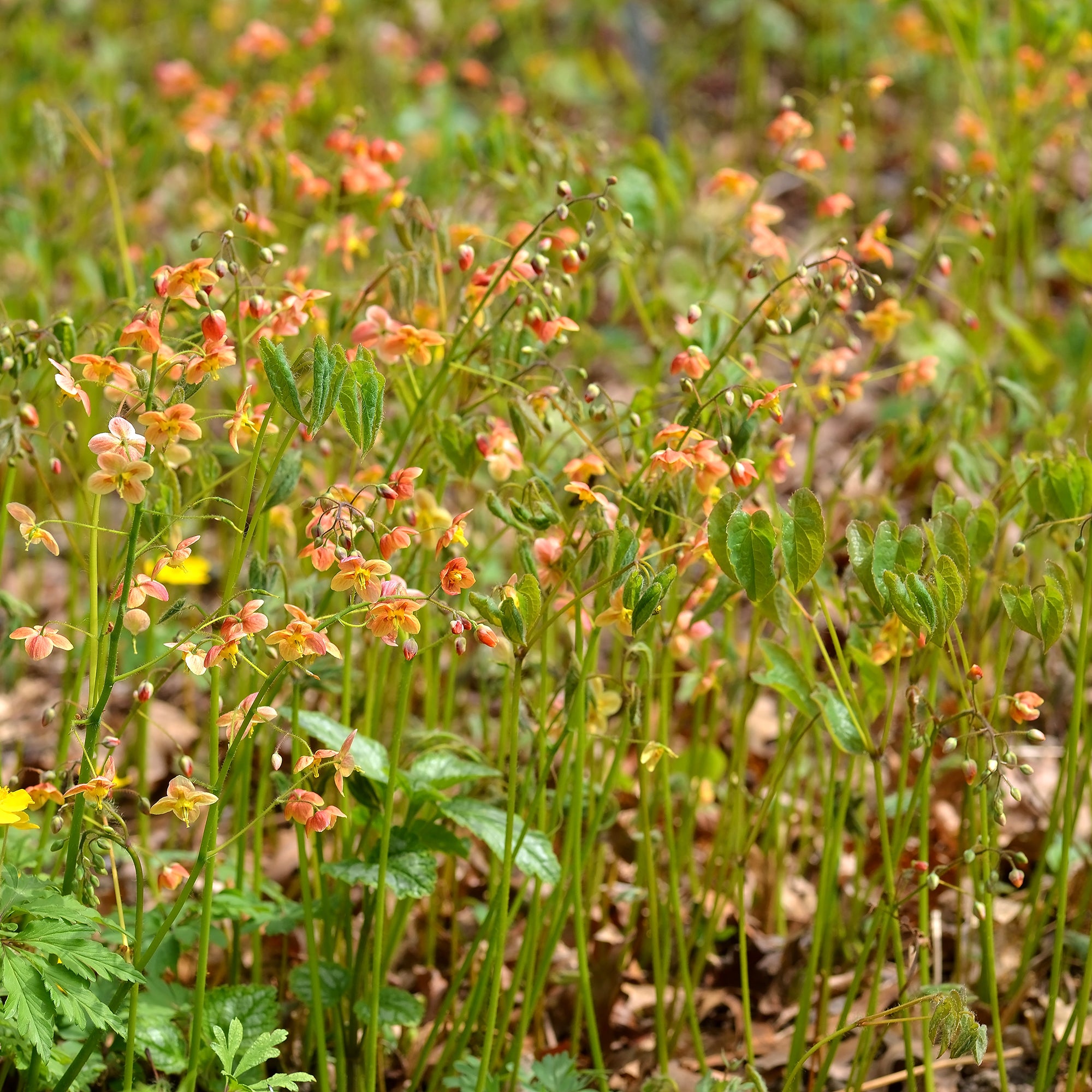 Bakker Epimedium warleyense vivace pot Ø 9 cm orange