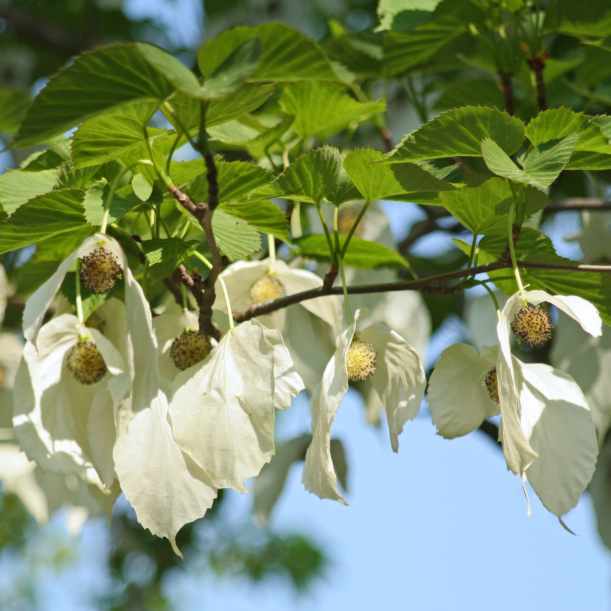 Bakker Arbre aux mouchoirs Davidia pot 1L fleurs blanches
