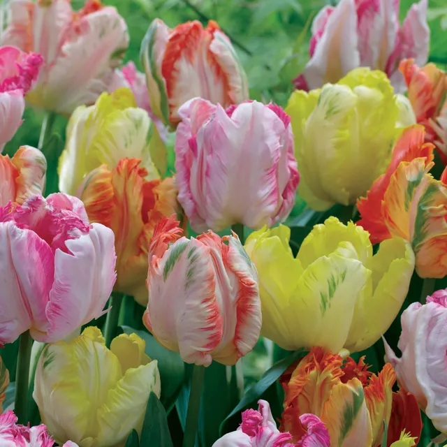 Bakker Tulipes perroquets pastel bulbes sachet 18 rose abricot