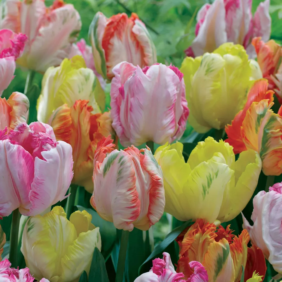 Bakker Tulipes perroquets pastel bulbes sachet 18 rose abricot