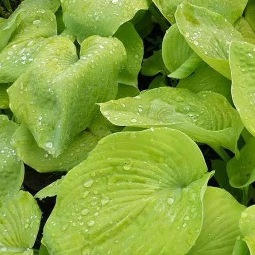 Bakker Golden Sunburst hosta funkia plante vivace pot Ø9cm ombre