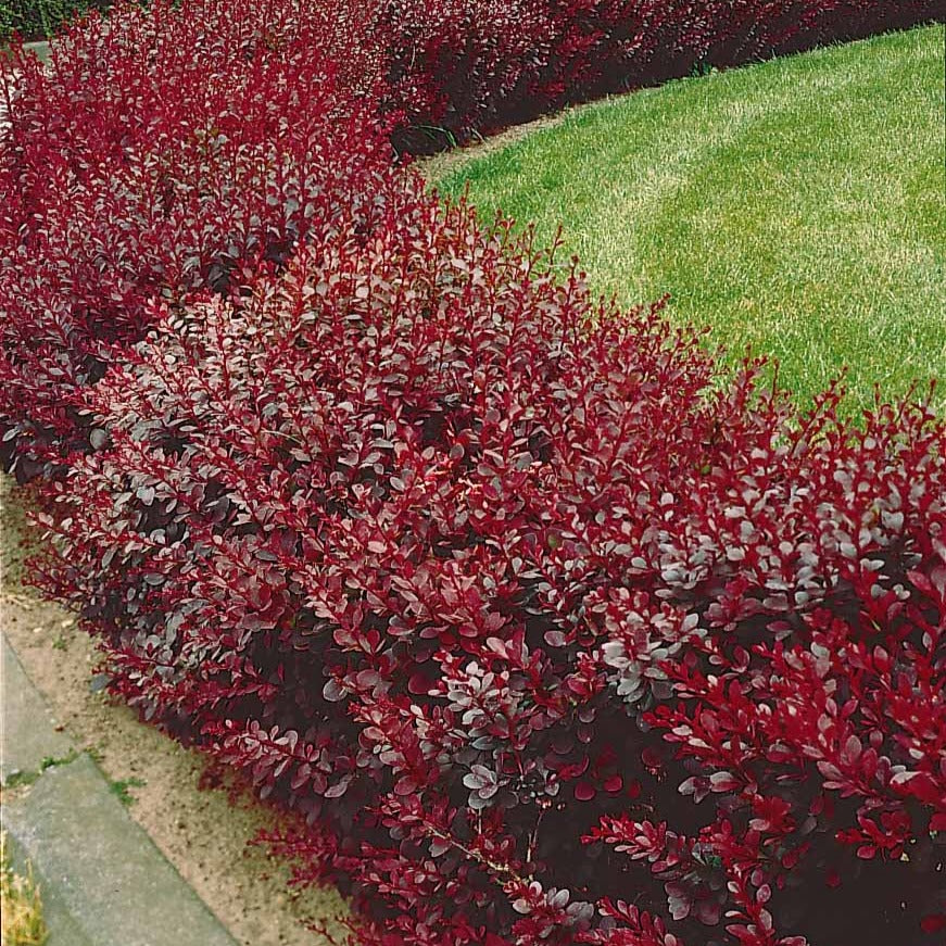 Bakker Haie Berberis rouges 10 racines nues 30-40cm
