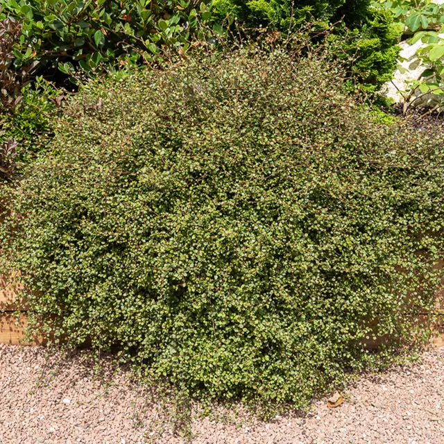 Bakker Muehlenbeckia complexa plante terrasse pot Ø 9 cm