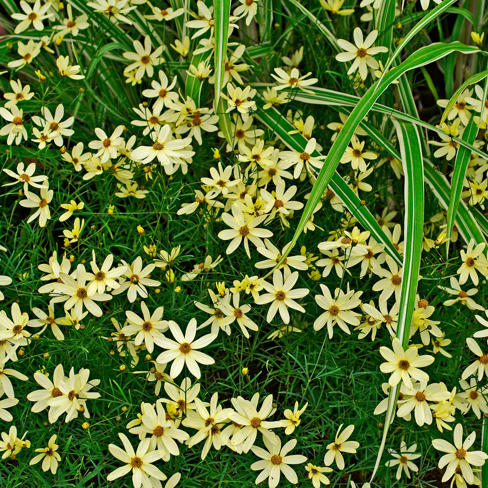 Bakker Coréopsis Moonbeam vivace jaune pot 9cm soleil