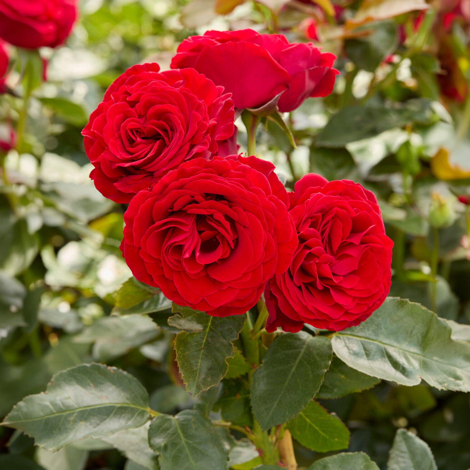 Bakker Rosier Dominica Intercomdoor Rouge Racine nue
