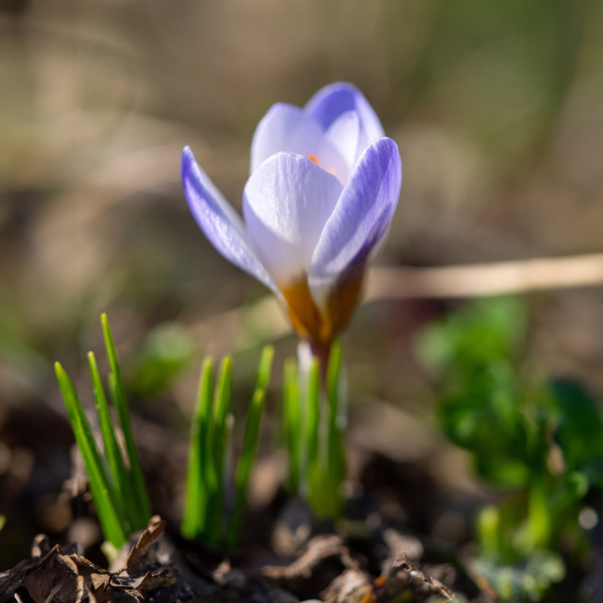 Bakker Bulbes Crocus Blue Pearl bulbes sachet 10 bleu février