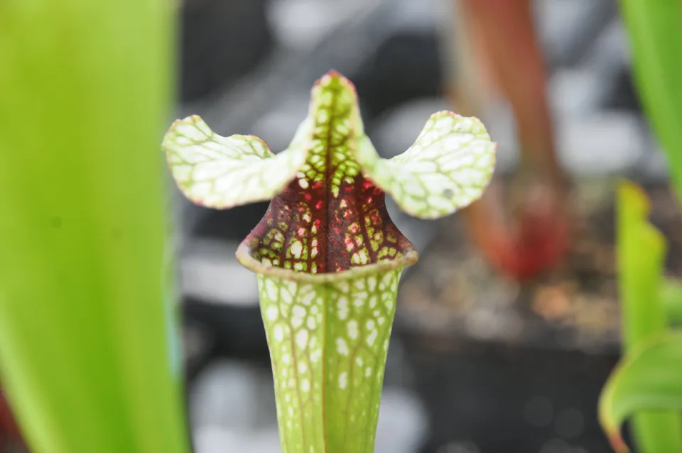 Carniflore Sarracenia oreophila x alata leucophylla plante carnivore