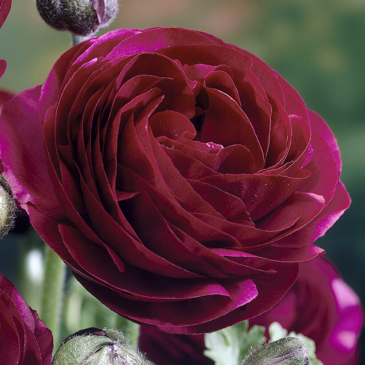 Bakker Bulbes Renoncule Pauline Violet fleur double sachet 10 violet