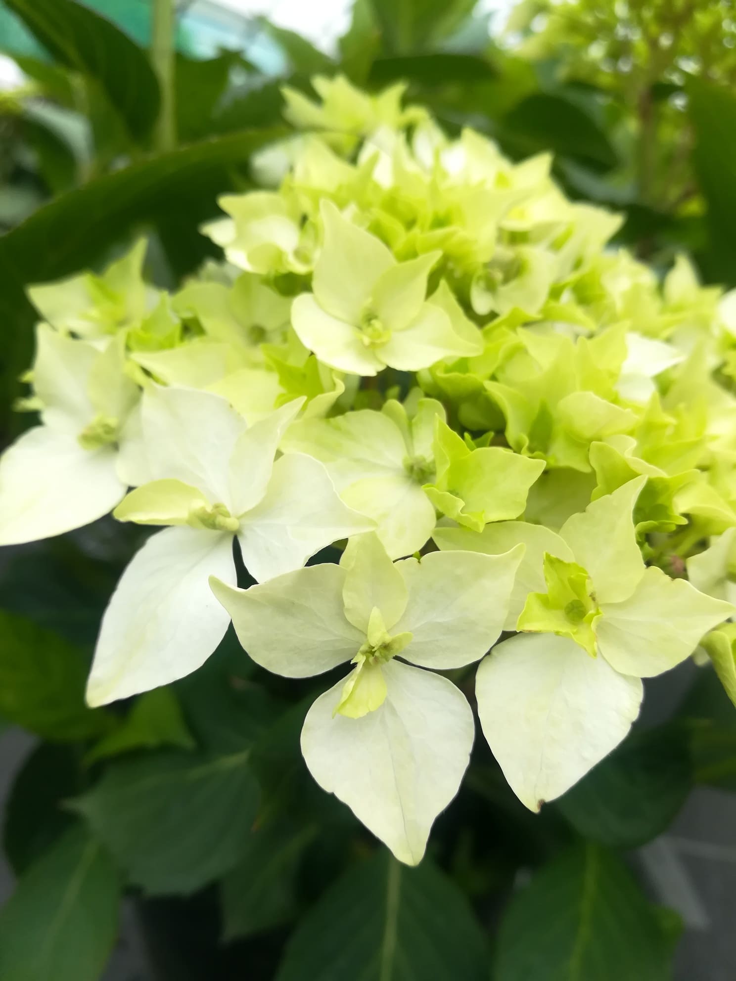Les Hortensias du Haut Bois Hydrangea serrata Warabe hortensia montagne