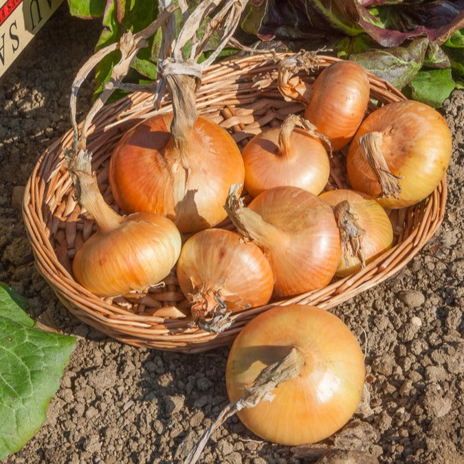 Bakker Oignon jaune Paille des Vertus bulbes 500g conservation