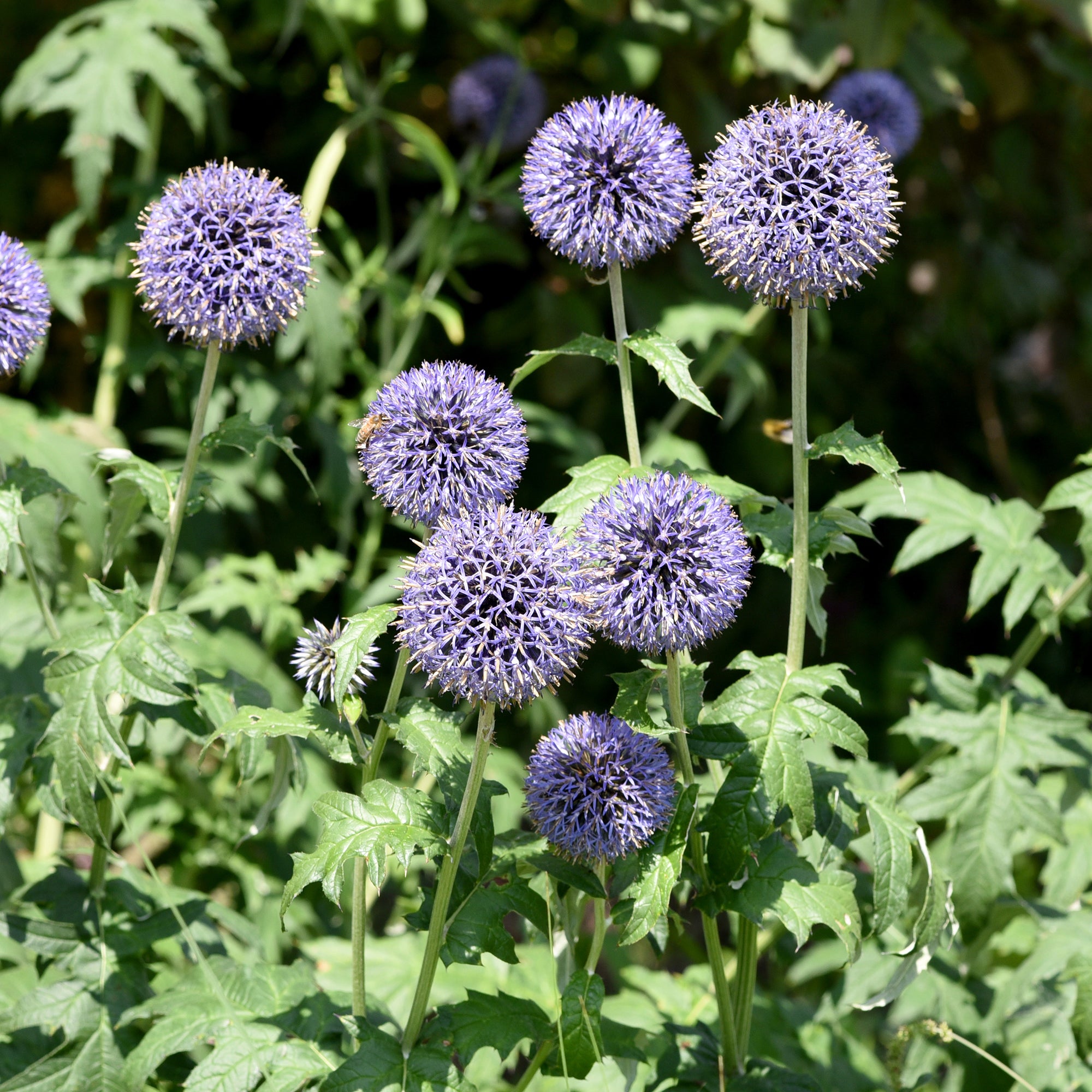 Bakker Boule azurée Echinops graines sachet 0,5g 35 graines