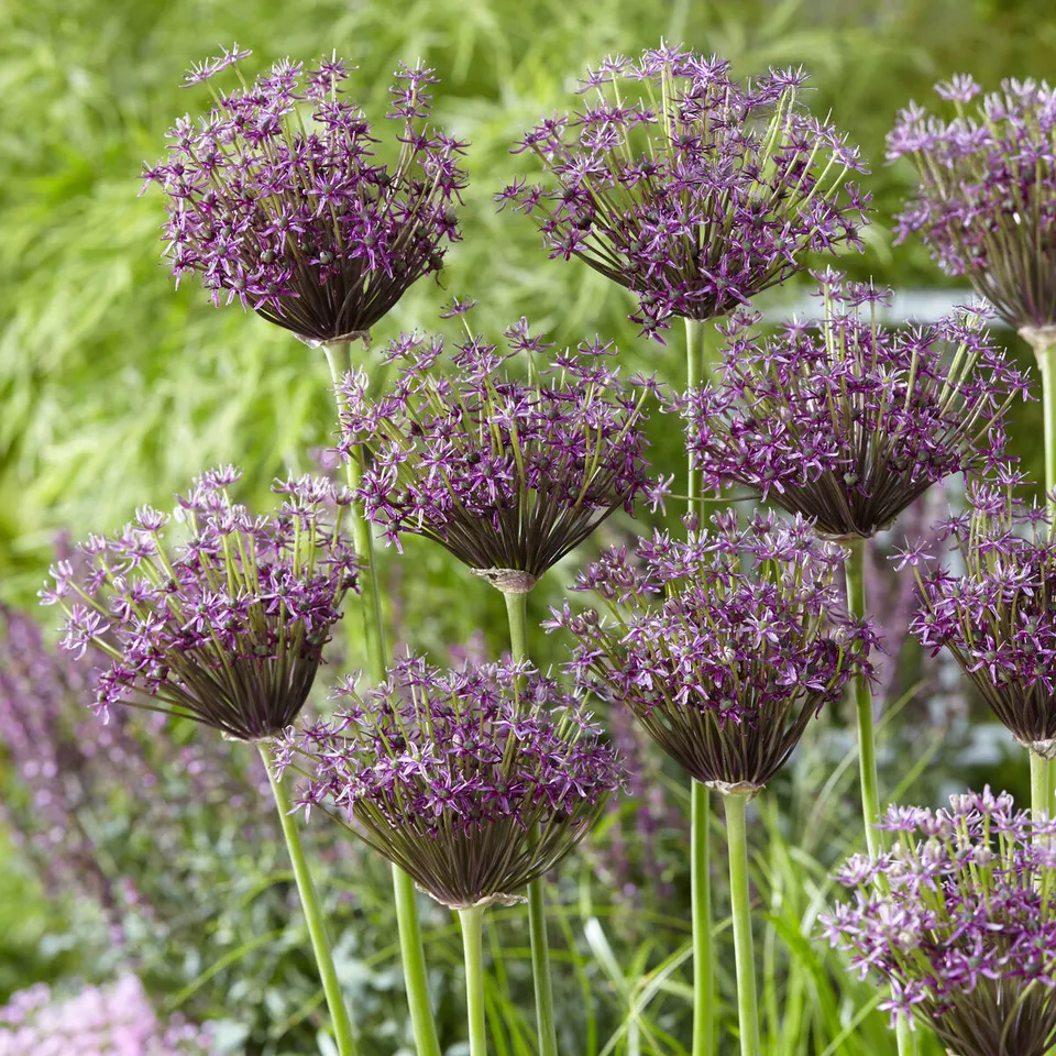 Bakker Miami allium violet sachet 5 bulbes parfumé