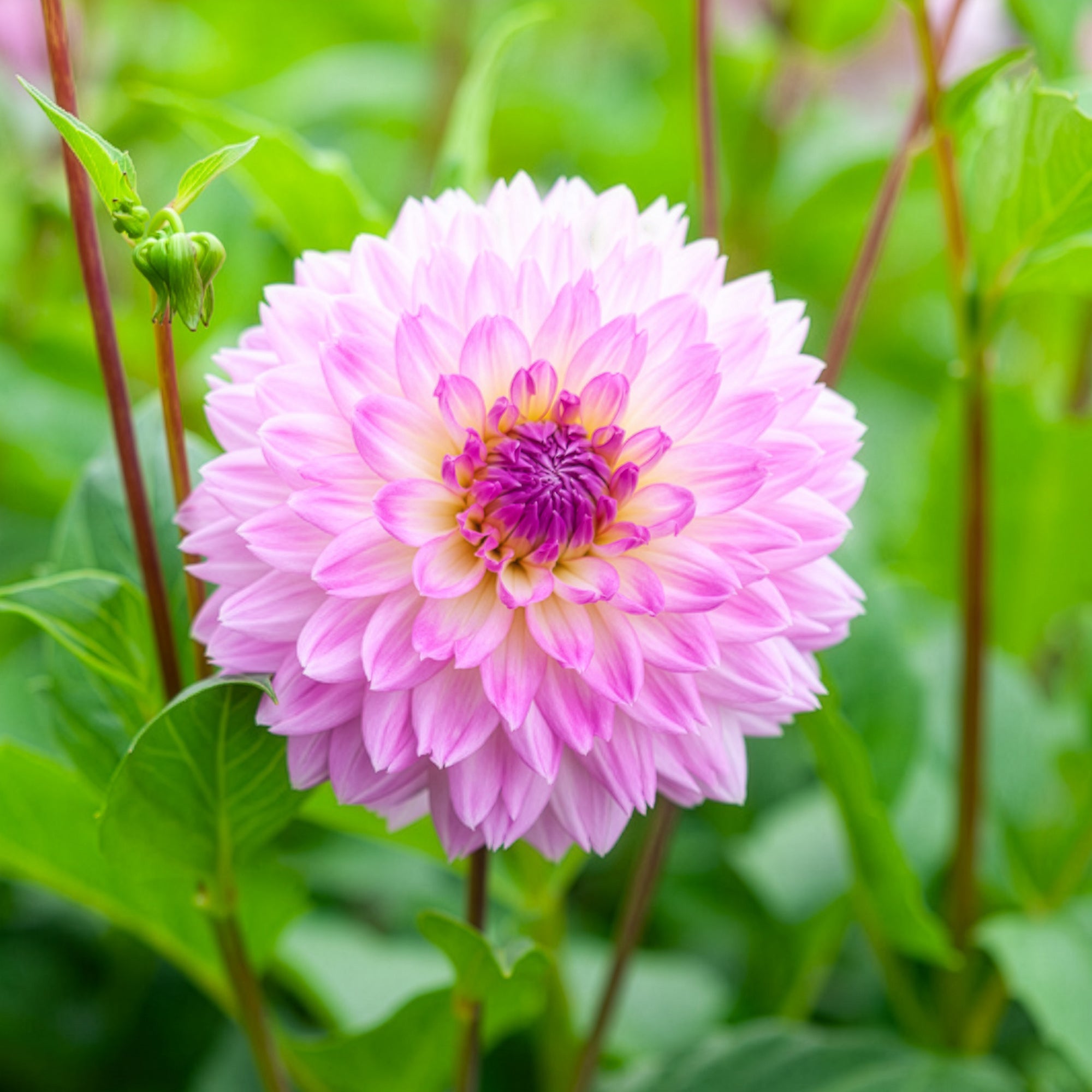 Bakker Bulbes Dahlia Sakura Fubuki rose 3 bulbes calibre I
