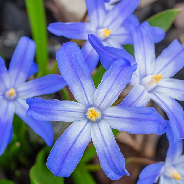 Bakker Gloire des neiges bleue 10 bulbes Blue Giant mars