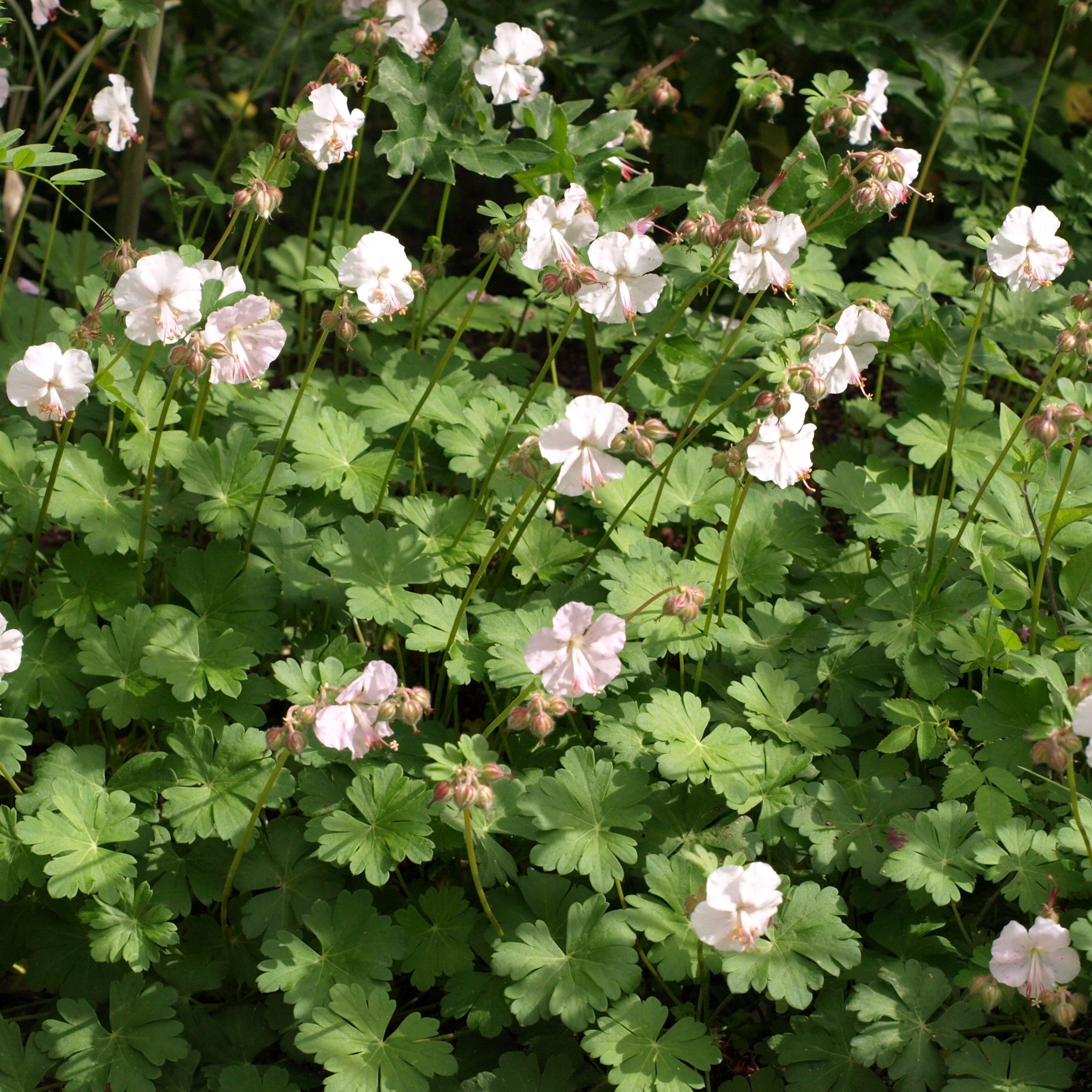Passion Vivaces Geranium cantabrigiense St Ola géranium godet blanc