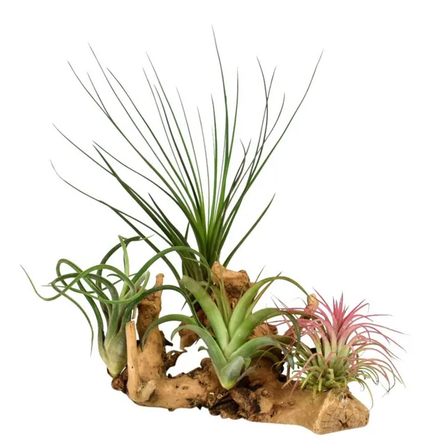 Bakker Plantes d'intérieur Tillandsias kit support bois