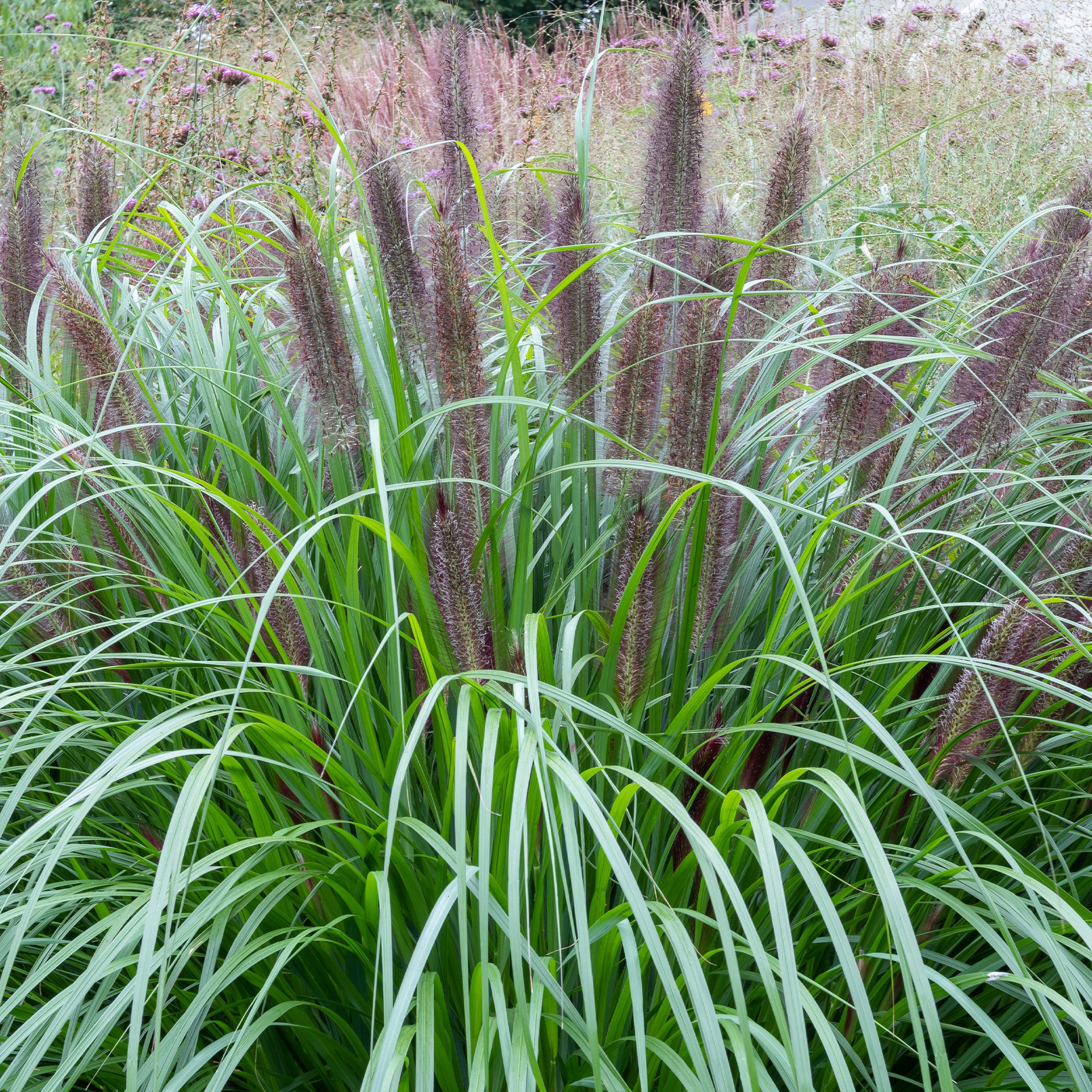 Bakker Pennisetum Black Beauty herbe pot Ø 9cm