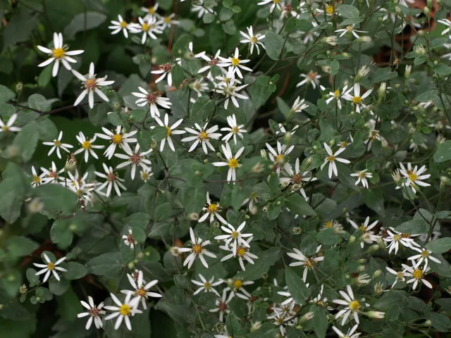 Passion Vivaces ASTER divaricatus Beth Chato vivace godet blanc