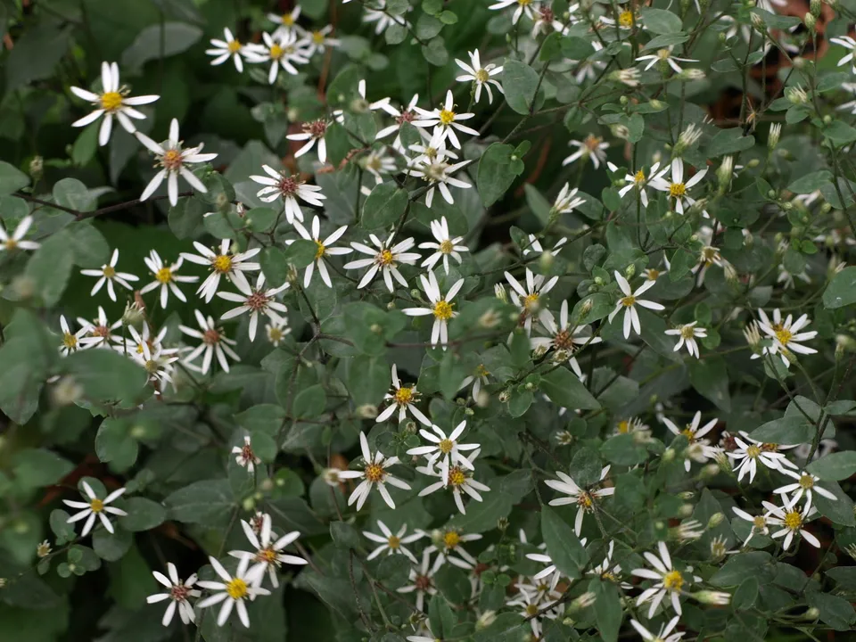 Passion Vivaces ASTER divaricatus Beth Chato vivace godet blanc