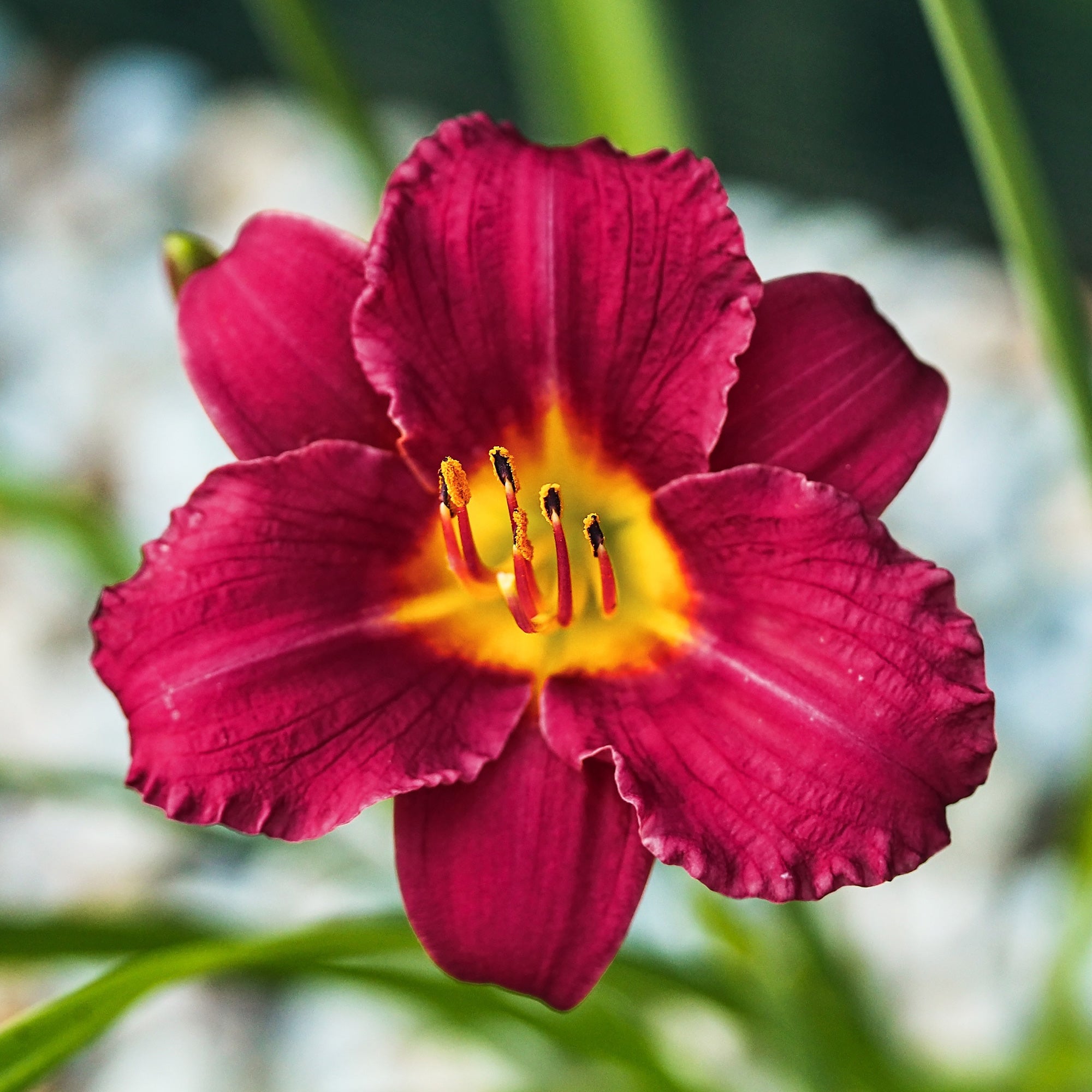 Bakker Plantes vivaces Hémérocalle Pardon Me pot Ø 9cm rouge