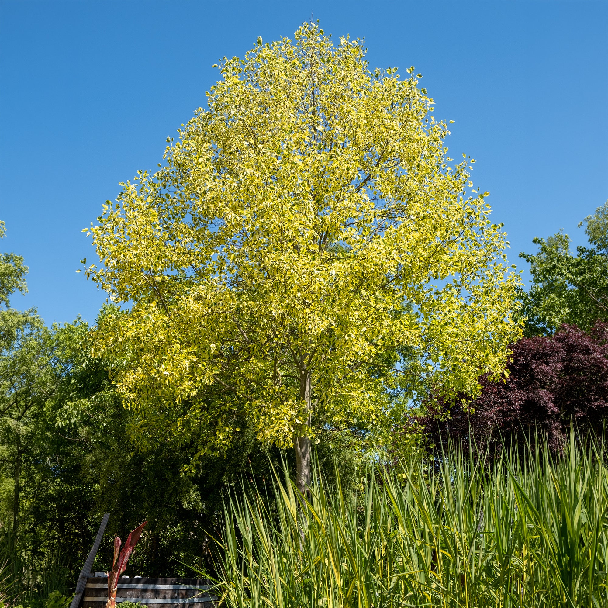 Bakker Tulipier de Virginie panaché arbre pot 4.5L feuillage doré