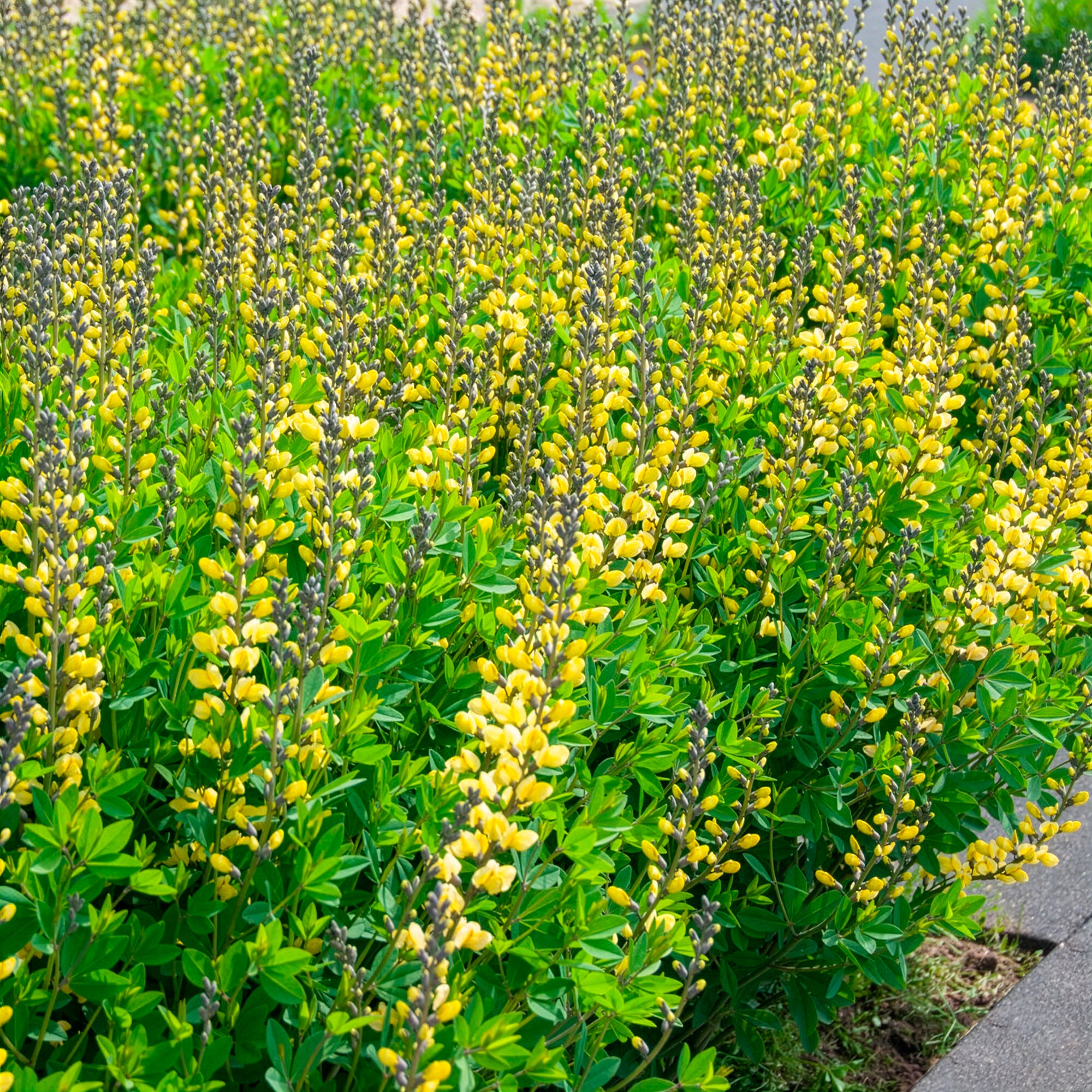 Bakker Baptisia Lemon Meringue lupin indigo jaune pot 9cm