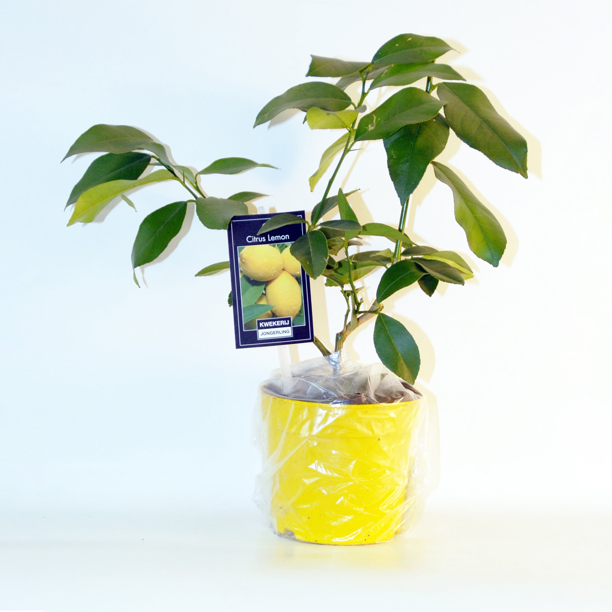 Bakker Collection Kumquat Citronnier fruitiers 2 pots 14cm
