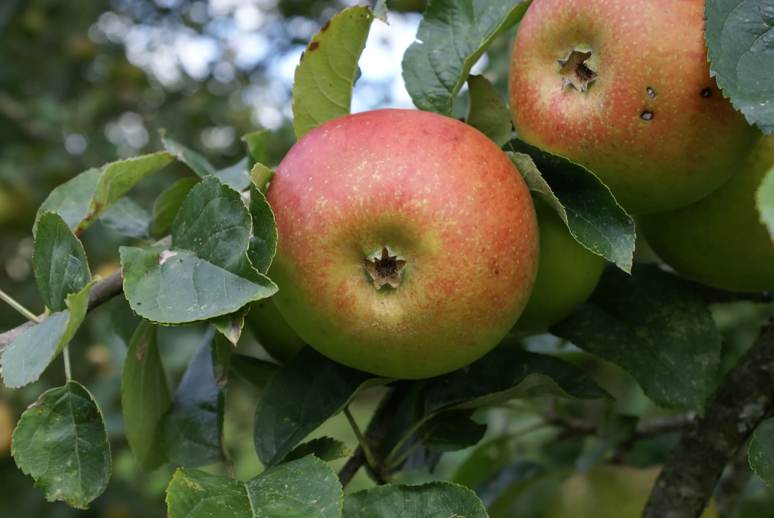 Michel Adam Bénédictin pommier pomme à croquer rustique