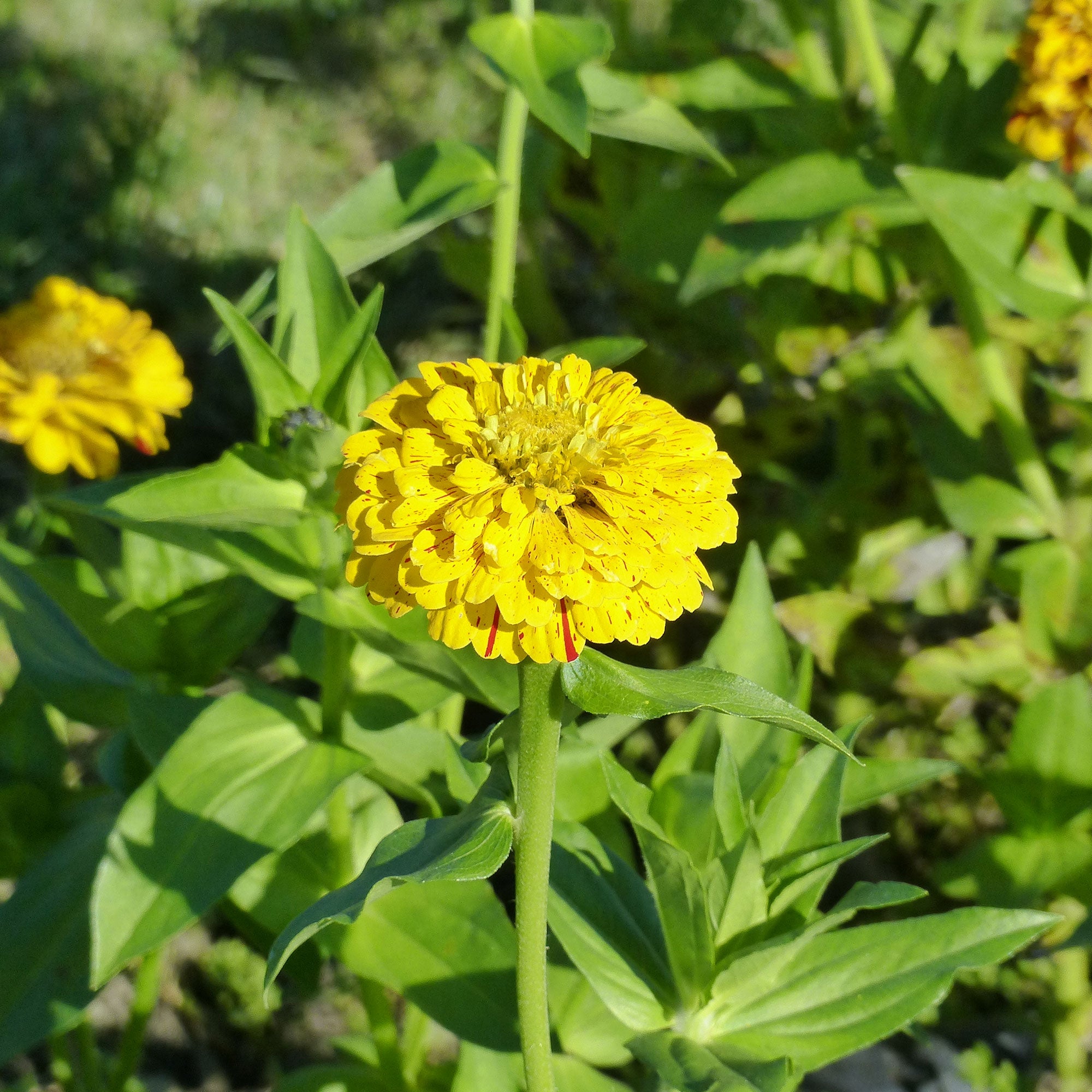 Bakker Zinnia Peppermint Stick sachet 1,5g fleurs coupées