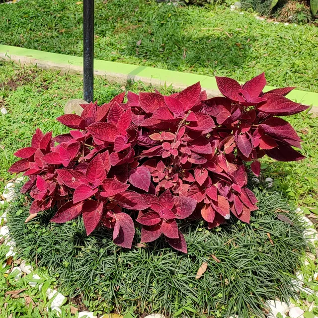 Bakker Plantes terrasses Coleus Red Head pot Ø 10,5cm rouge