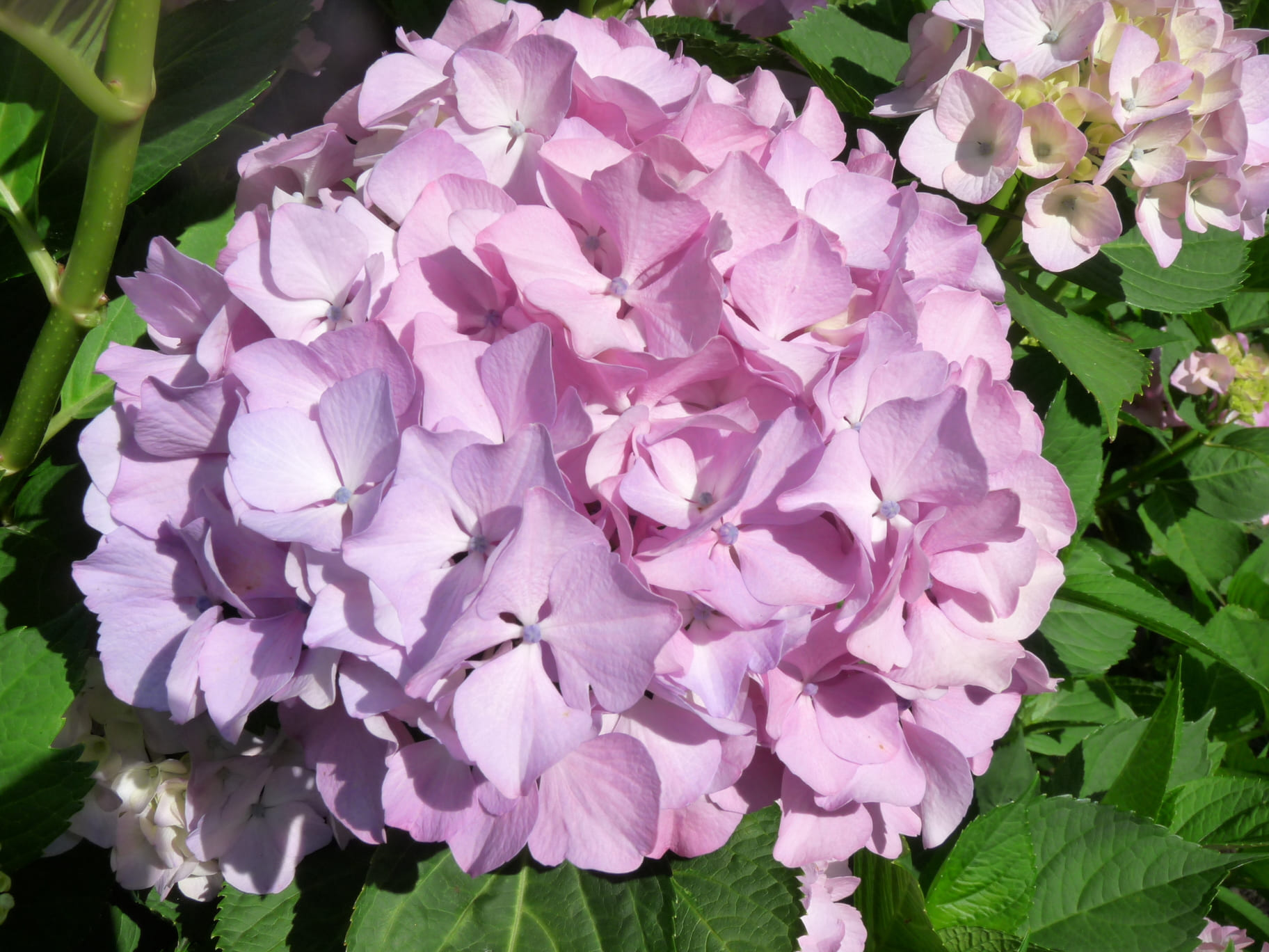 Les Hortensias du Haut Bois Madame Plumecoq hortensia rond