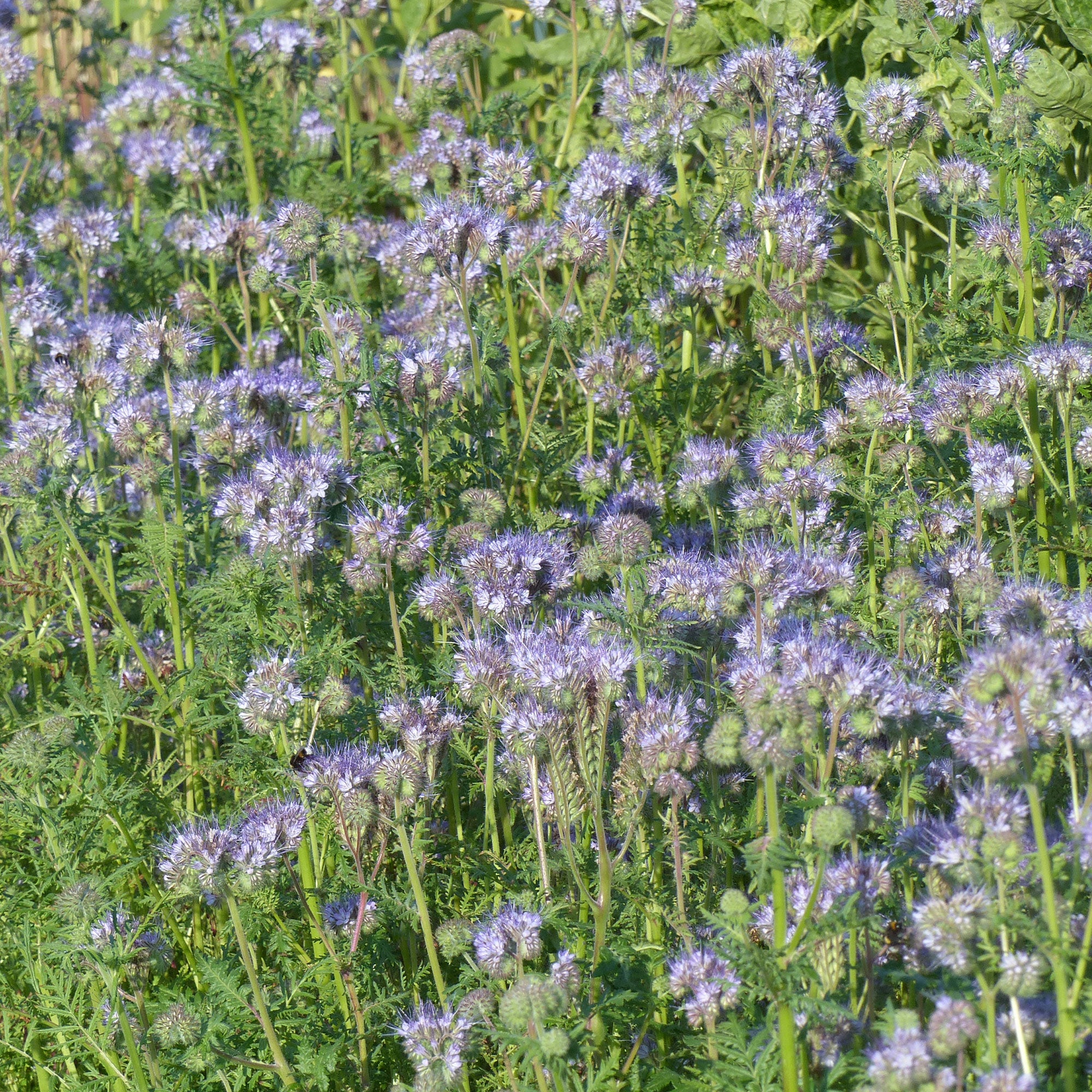 Bakker Potager Phacélie à feuilles de tanaisie graines 100g mellifère