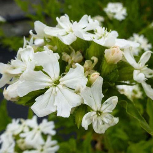 Bakker Croix de Jérusalem blanche vivace pot Ø9cm blanc