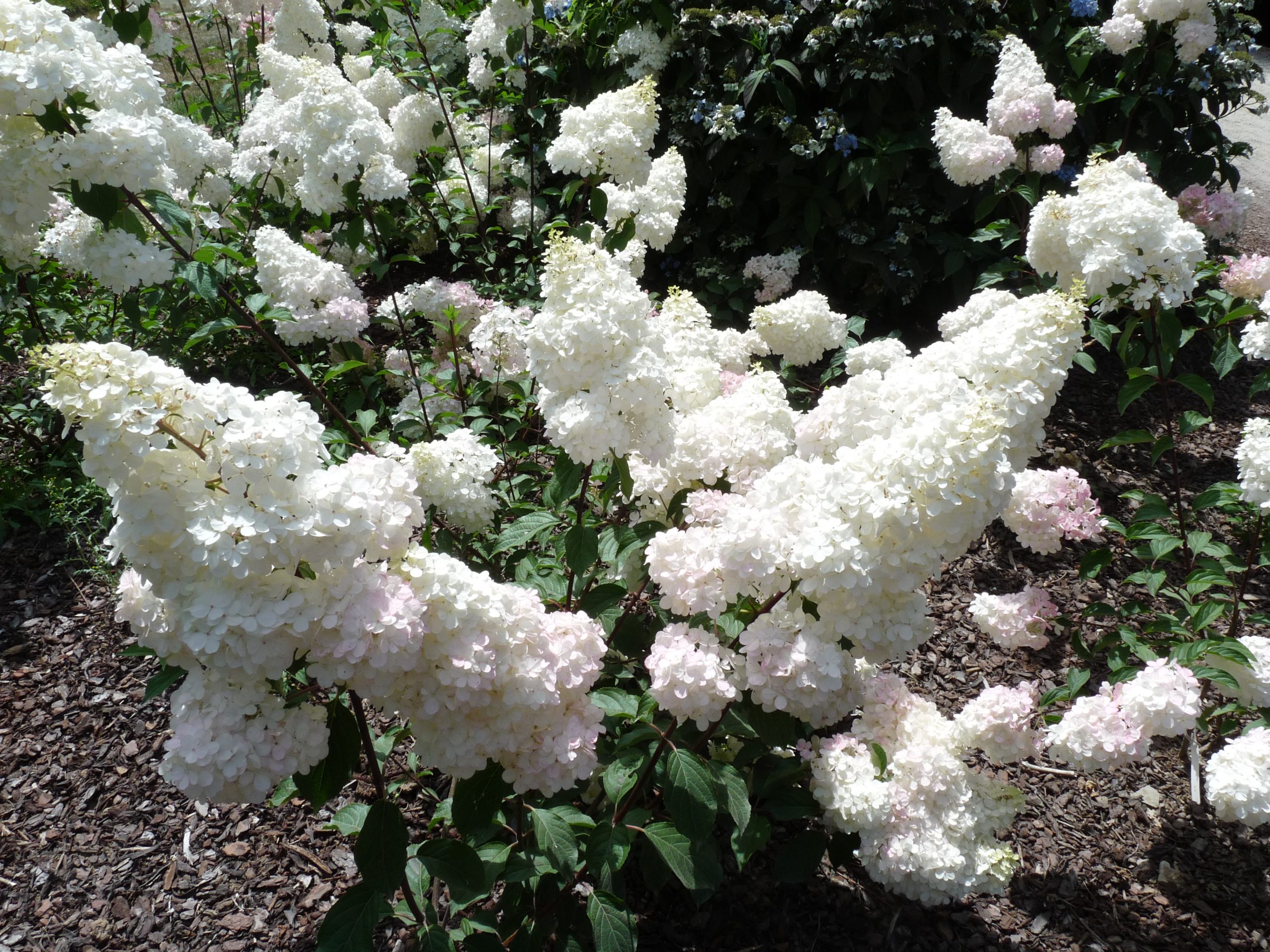 Les Hortensias du Haut Bois Sundae Fraise hortensia panicule nain