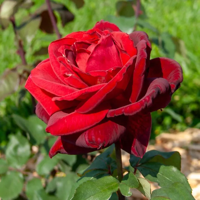 Bakker Rosiers Mr Lincoln buisson motte 3+ branches rouge parfumé