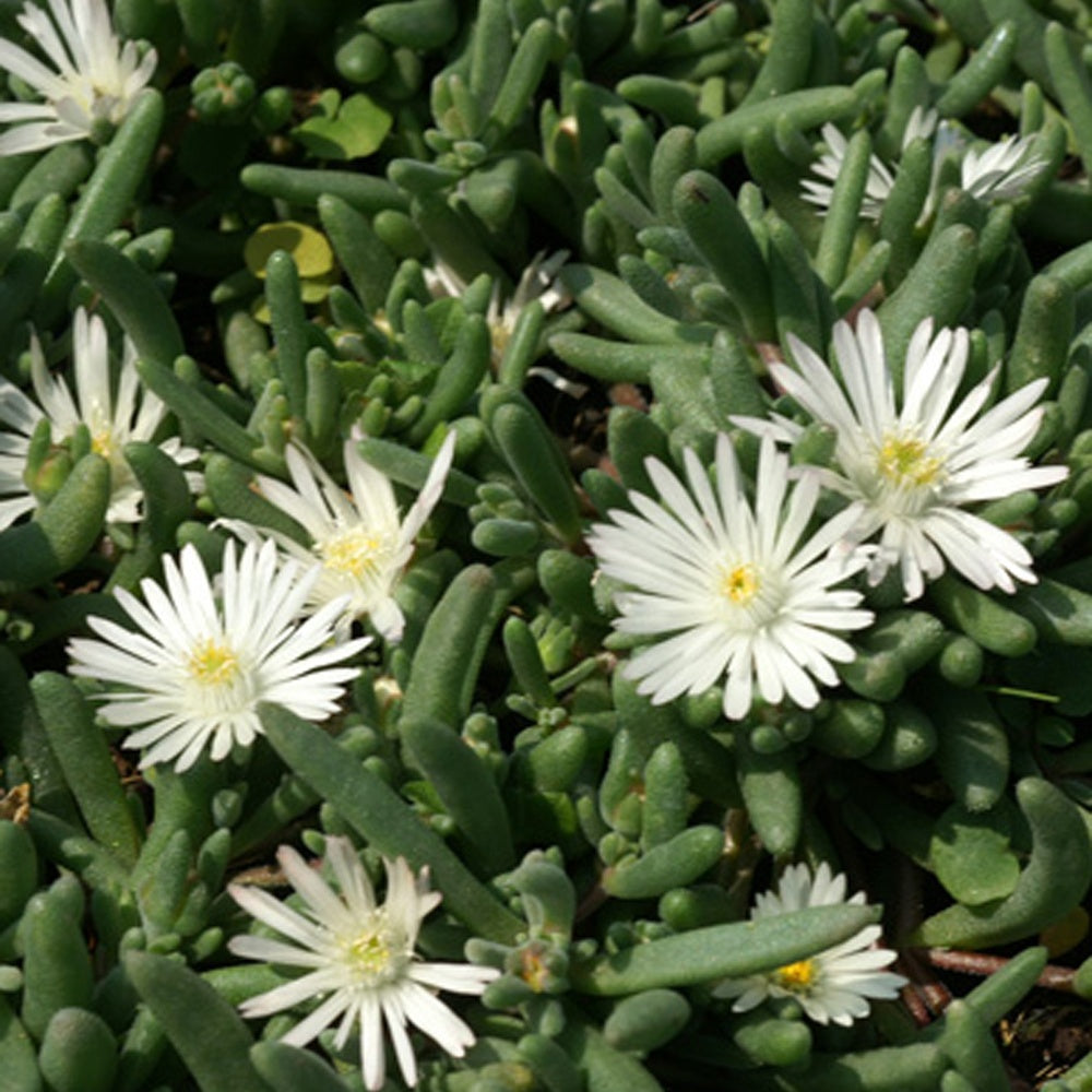 Bakker Graaf Reinet delosperma plante vivace pot 8cm blanc