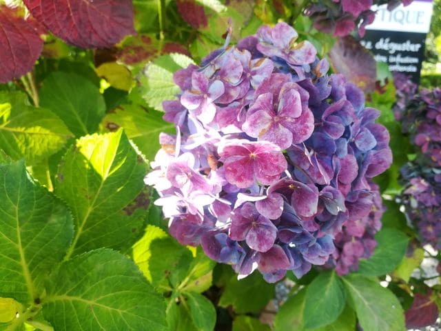 Les Hortensias du Haut Bois Bodensee hortensia boule bleue godet