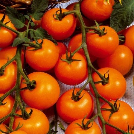 Bakker Tomate Sungold F1 cerise graines sachet sucrée