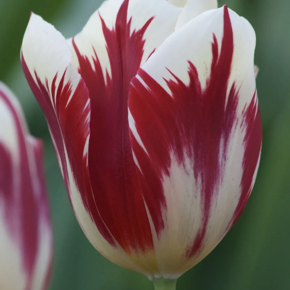 Bakker Tulipe Triomphe Grand Perfection bulbes x10 rouge blanc