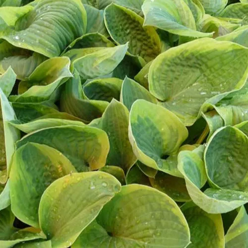 Bakker Hosta August Beauty vivace pot Ø 9cm feuillage vert