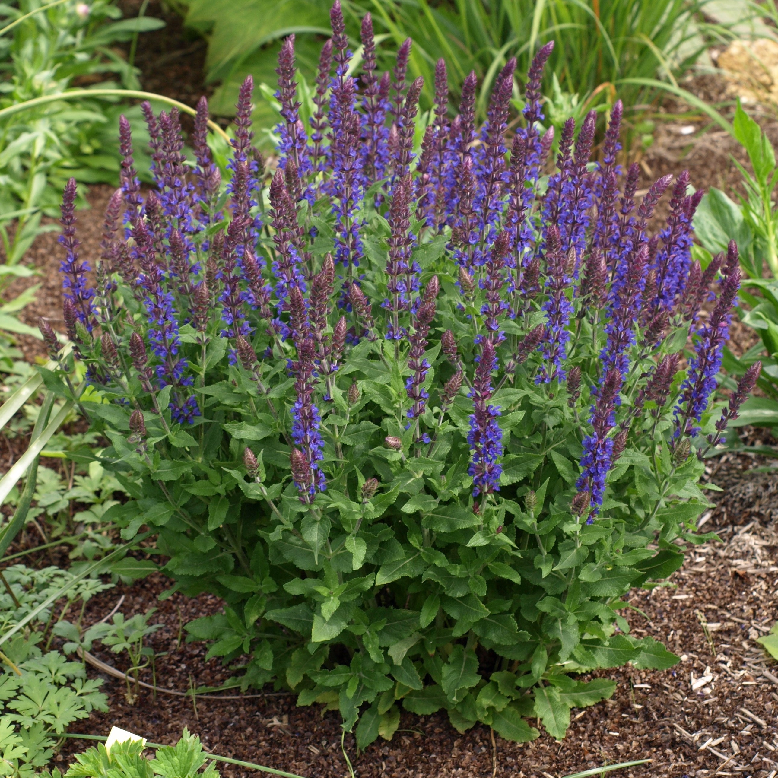 Passion Vivaces Salvia nemorosa Blauhügel sauge bleu soutenu
