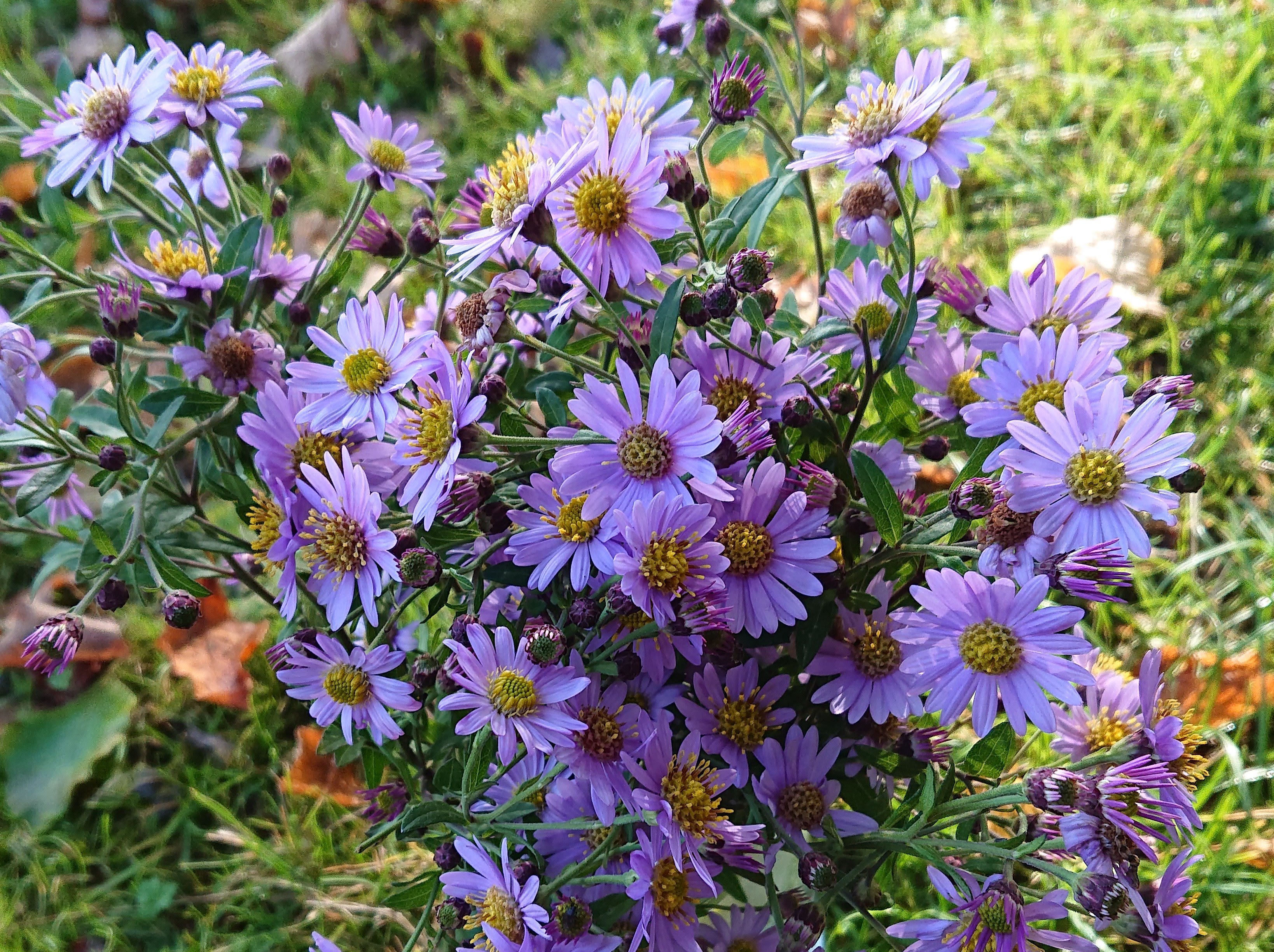Passion Vivaces Aster Nicole plante vivace godet mauve tendre