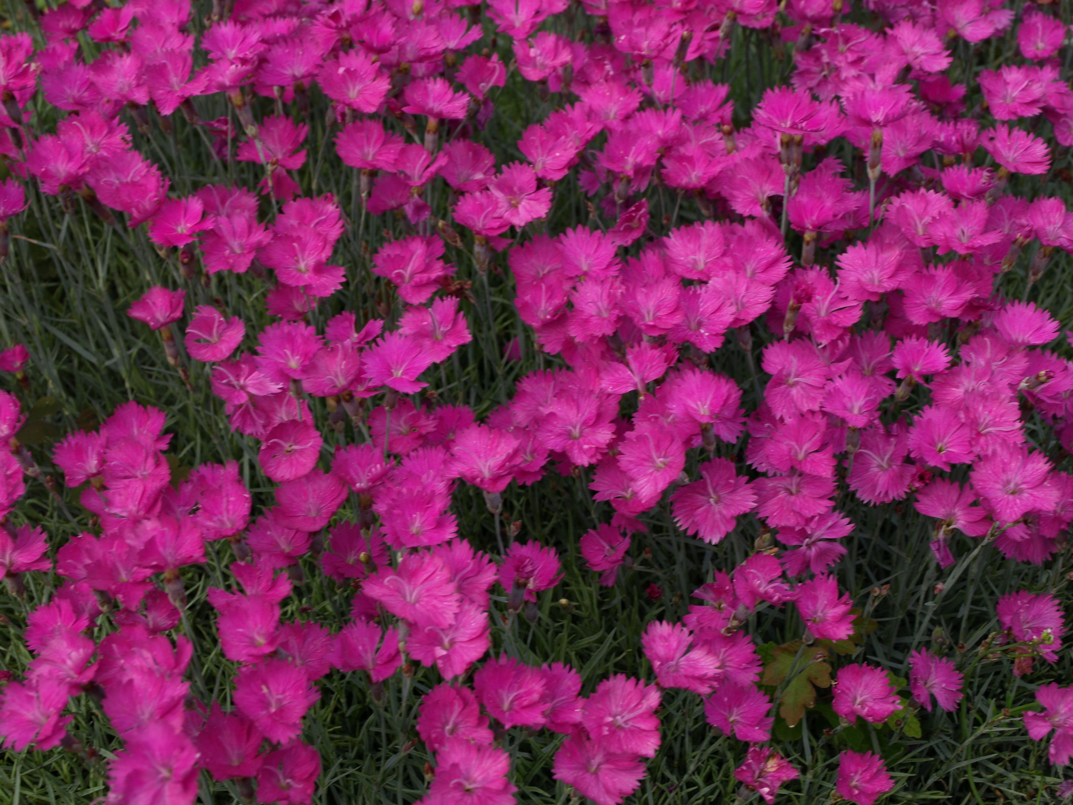 Passion Vivaces Dianthus 'Feuerhexe' œillet pot rose carmin