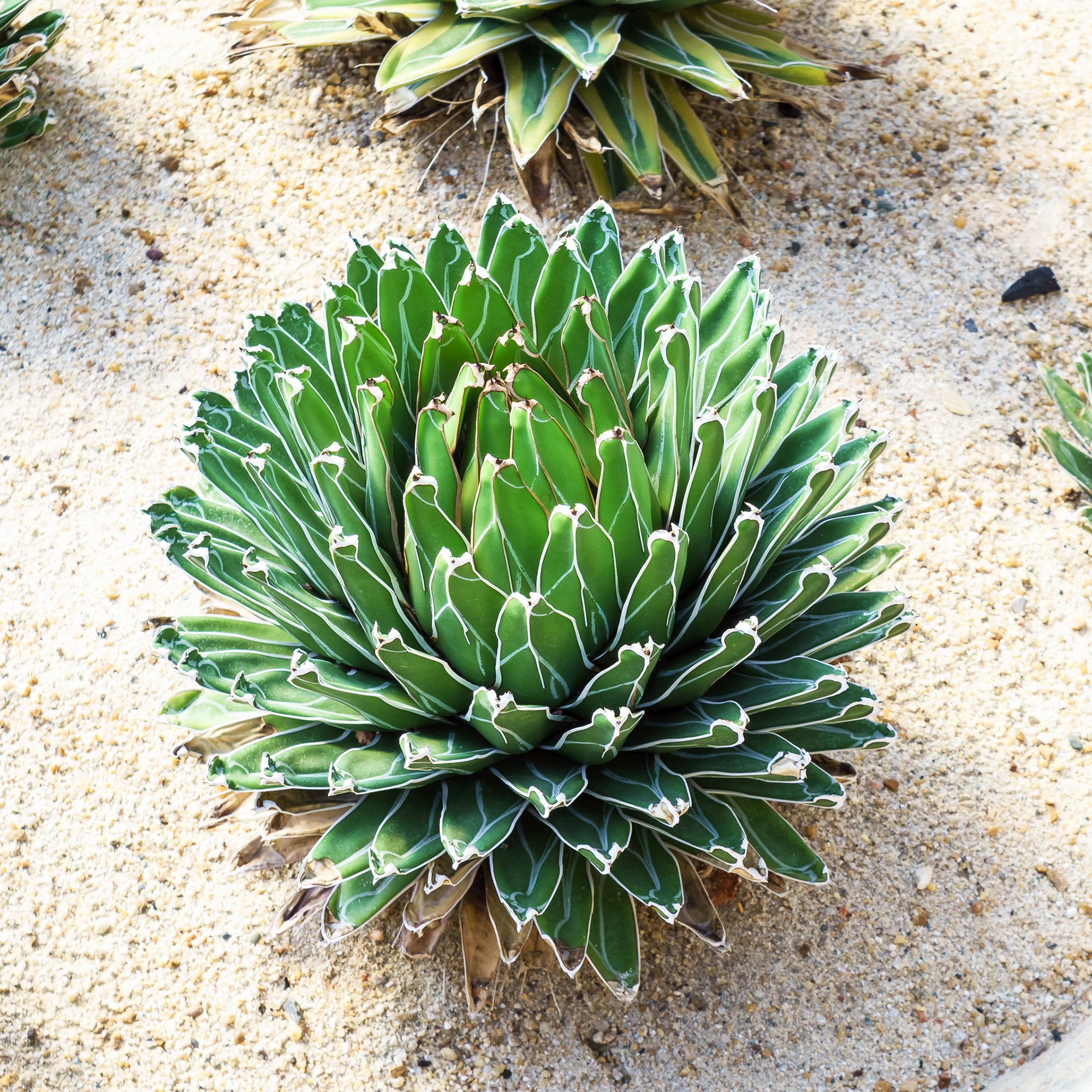 Bakker Agave Reine Victoria plante succulente pot Ø 11cm rocaille