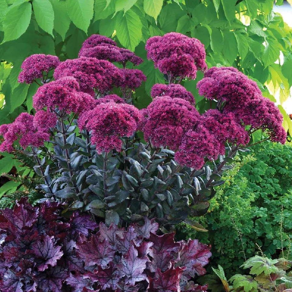 Bakker Sedum Thunderhead orpin vivace pot Ø9cm pourpre