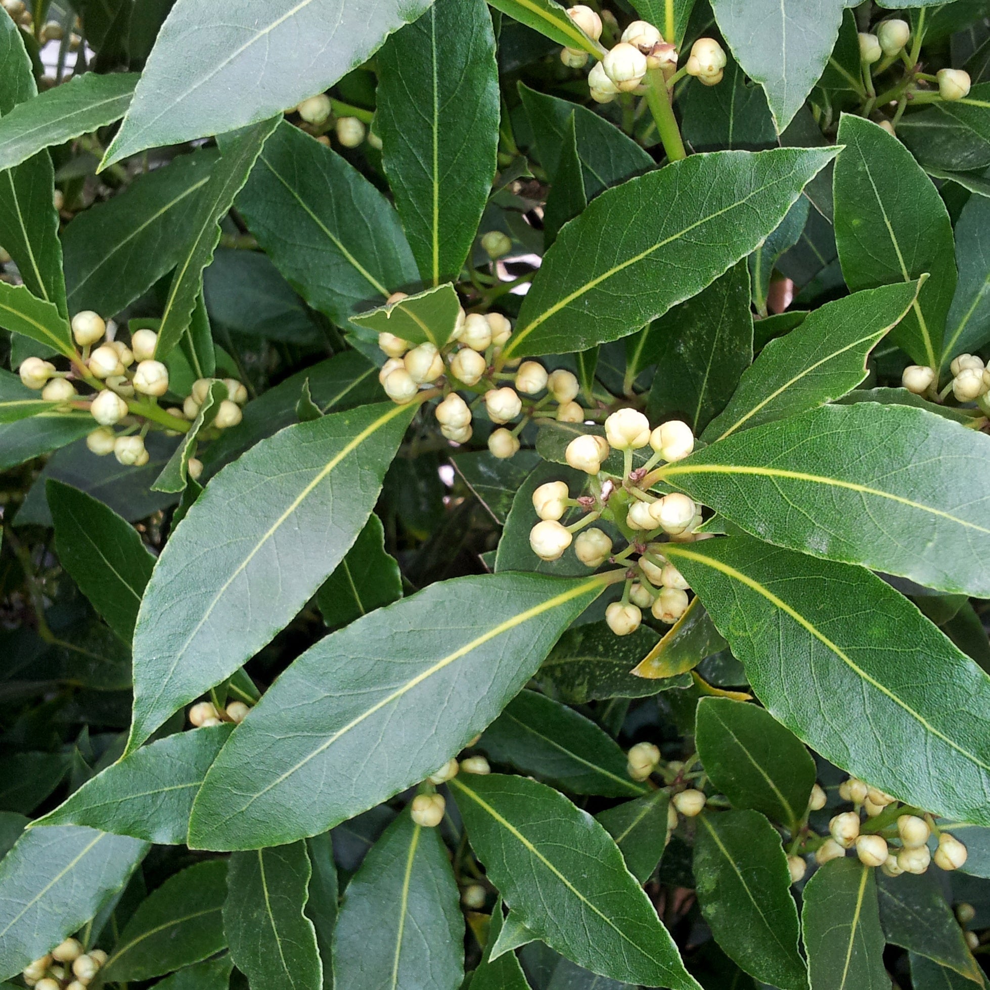 Bakker Laurier sauce plant Ø13cm aromatique