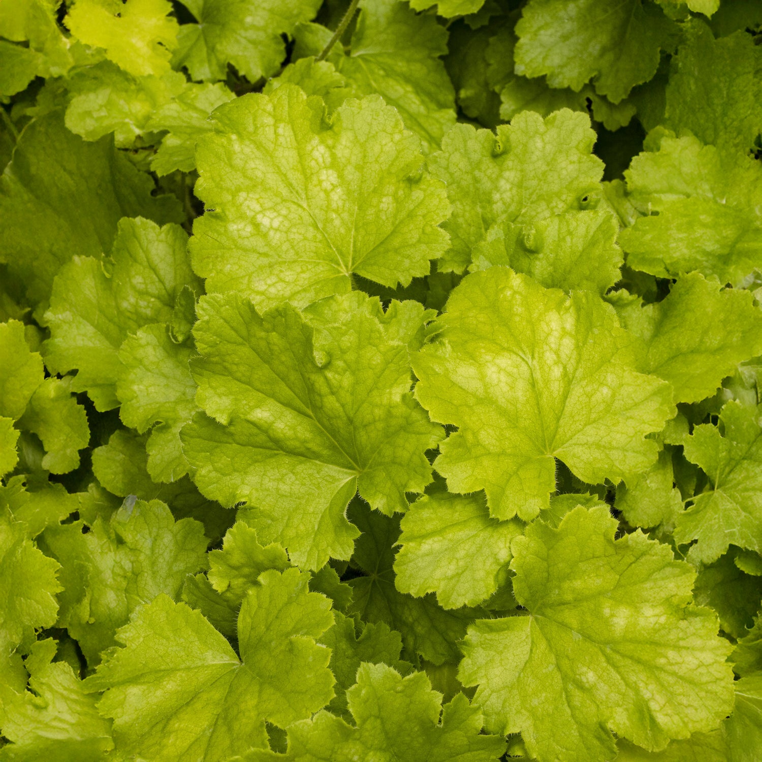 Bakker Plantes vivaces Heuchère Lemon Love pot 9cm jaune