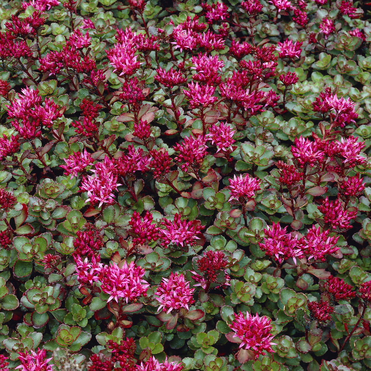 Bakker Sedum Fuldaglut orpin 5 pots 9cm couvre-sol rouge